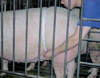 Даванку поросної свиноматки розраховують від маси тварини